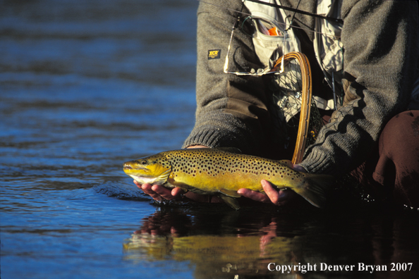 Flyfisherman holding brown trout.