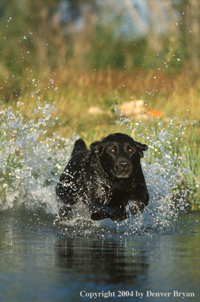 Black Labrador Retriever charging for a retrieve