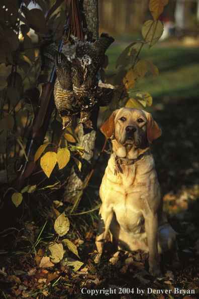 Yellow Labrador Retriever with ruffed grouse