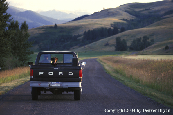 Chocolate Labrador Retriever riding in bed of pickup