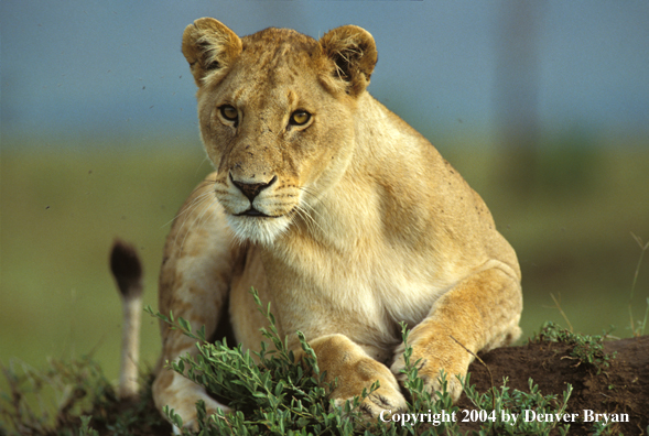 Female African lion in habitat.  Africa