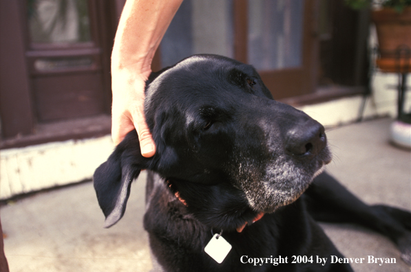 Black Labrador Retriever getting scratched