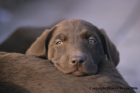 Chocolate labrador puppy lounging.