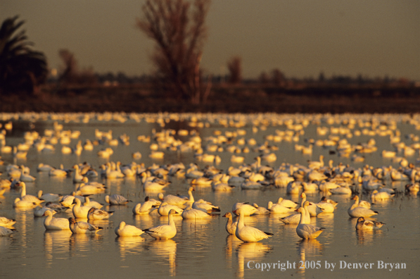 Snow geese and decoys on marsh.