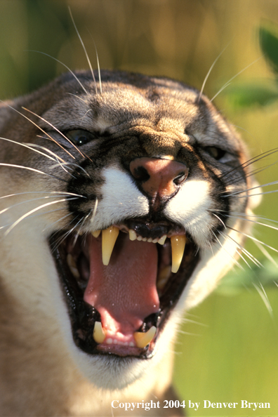 Mountain lion snarling.