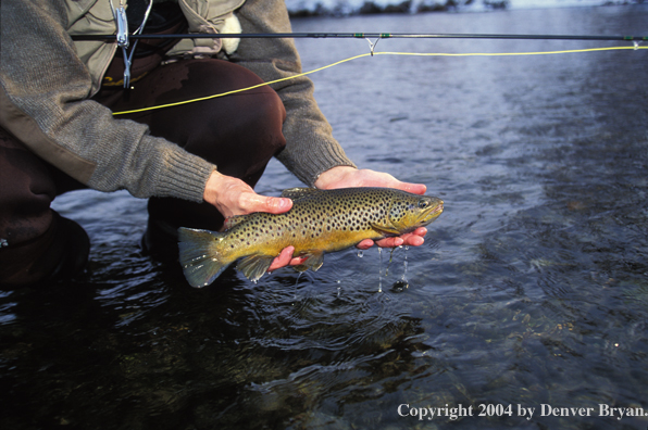 Flyfisherman holding brown trout.