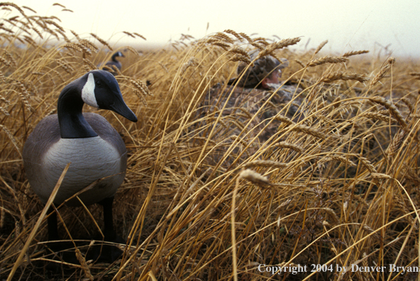 Waterfowl hunter and goose decoys.