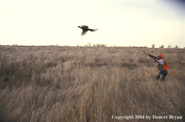 Upland bird hunter shooting at pheasant.