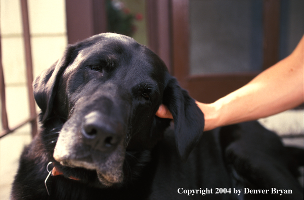 Black Labrador Retriever getting scratched