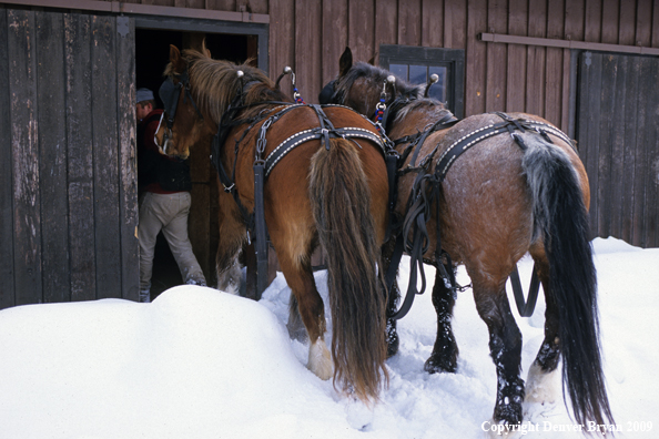 Rancher leading horses into barn