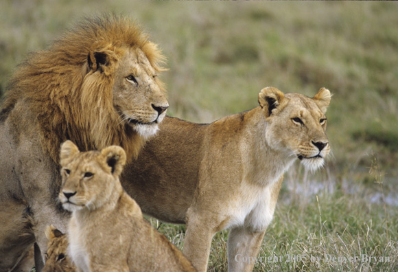 African lion family in field.