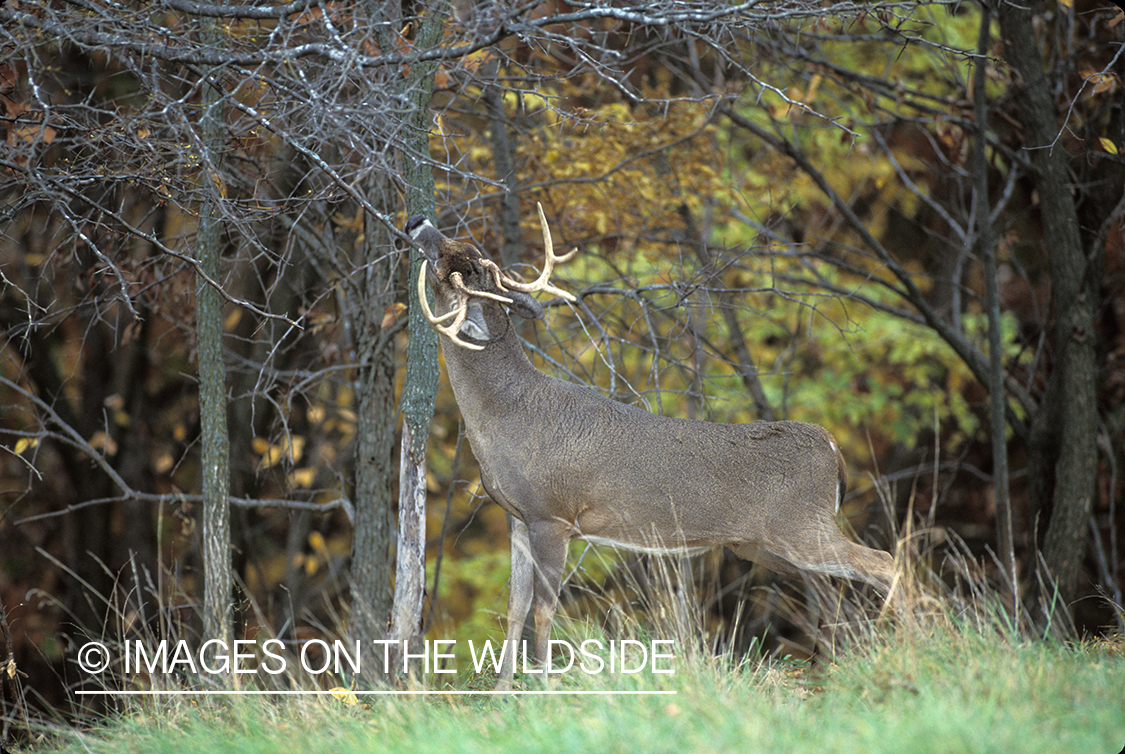 Whitetail deer scent marking.