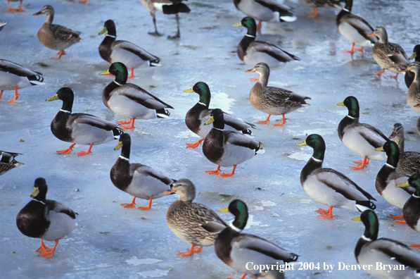 Flock of Mallards on ice