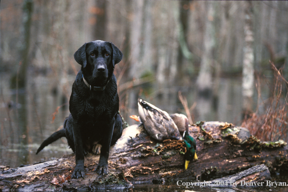 Black Labrador Retriever on fallen tree with mallards