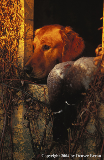 Golden Retriever with bagged ducks.