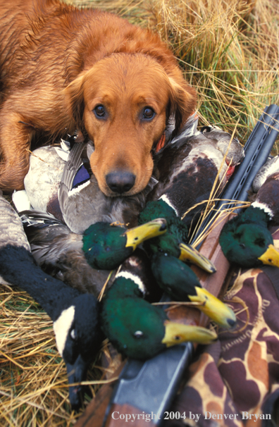 Golden Retriever with bagged waterfowl.  