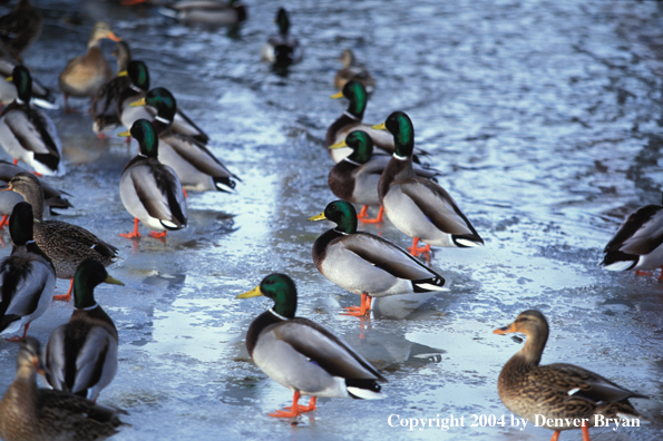 Flock of Mallards on ice