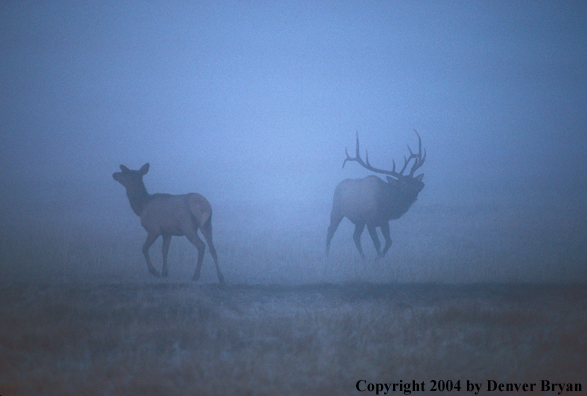 Bull and cow elk in habitat.