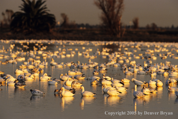 Snow geese and decoys on marsh.