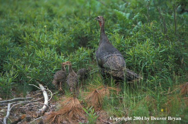 Eastern turkey with poults.