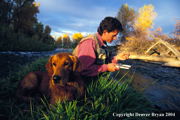 Flyfisherman choosing flies with Golden retriver.