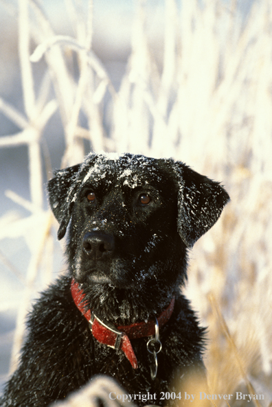 Black Labrador Retriever 