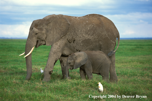 African elephant and baby.