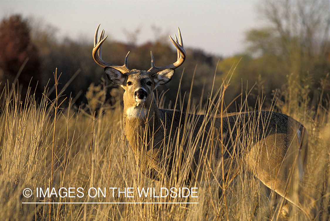 Whitetail deer in habitat.