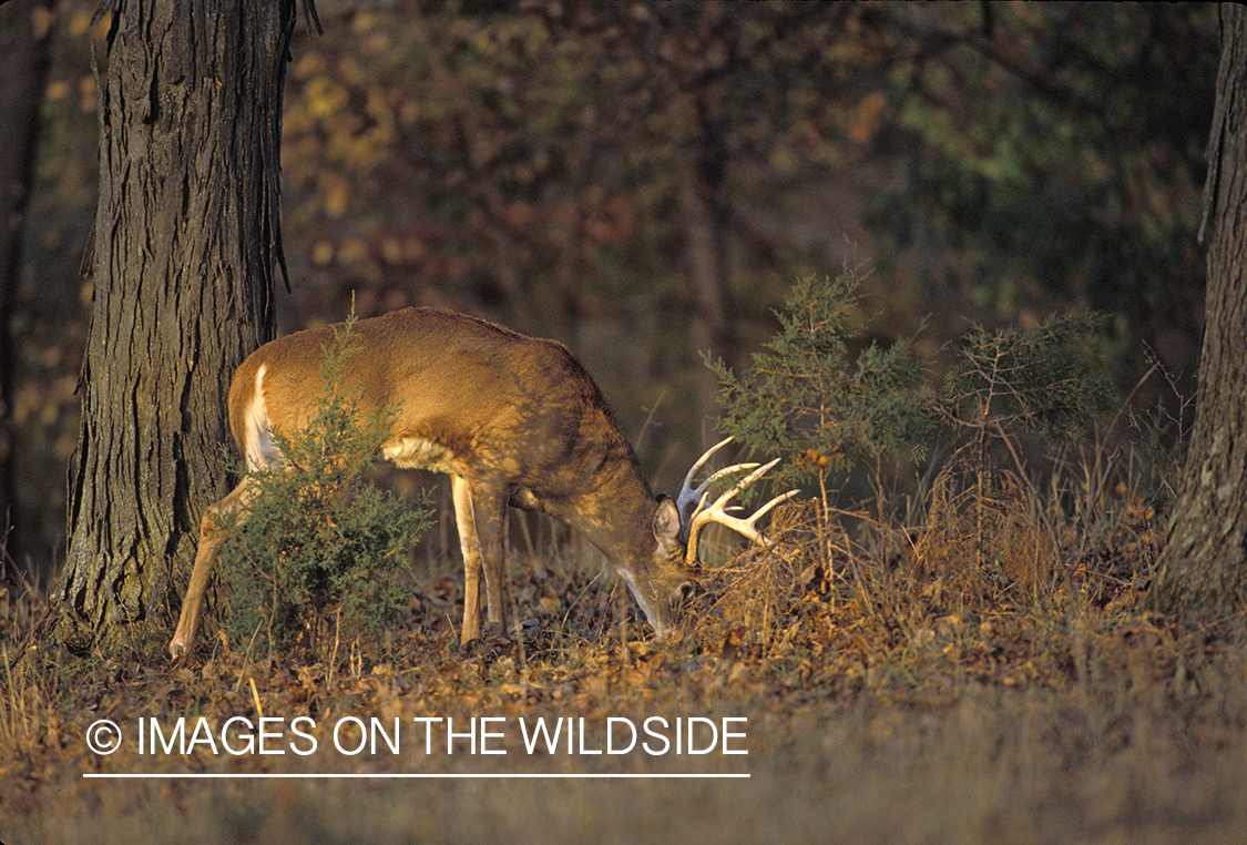 Whitetail deer in habitat.