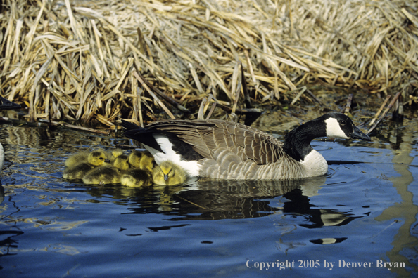 Canada goose with newly hatched goslings.