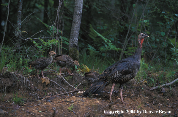 Eastern turkey with poults.