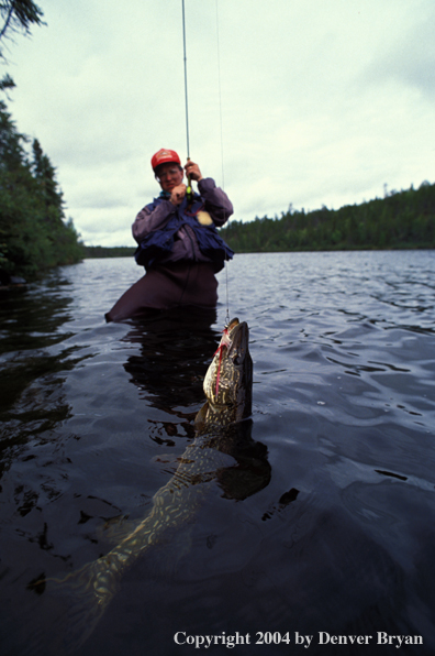 Flyfisherman with Northern Pike