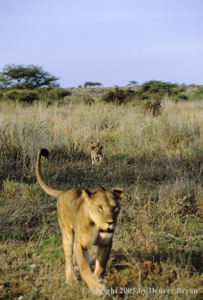 African lion cubs following lioness.