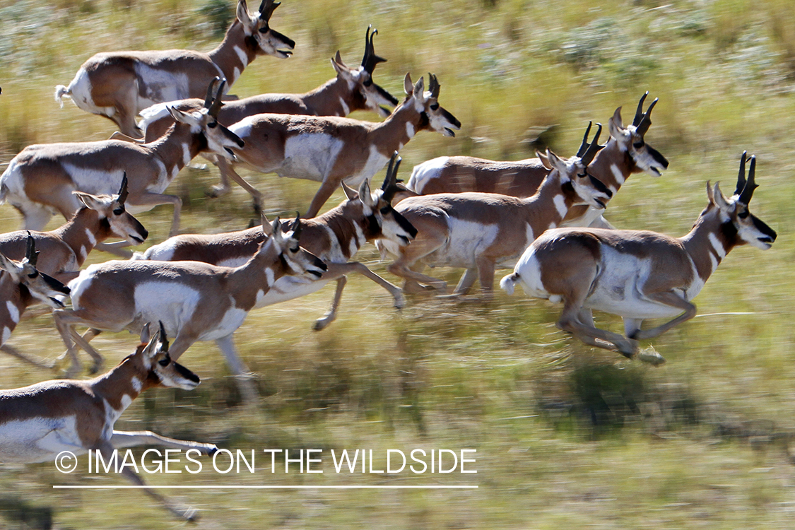 Pronghorned Antelope