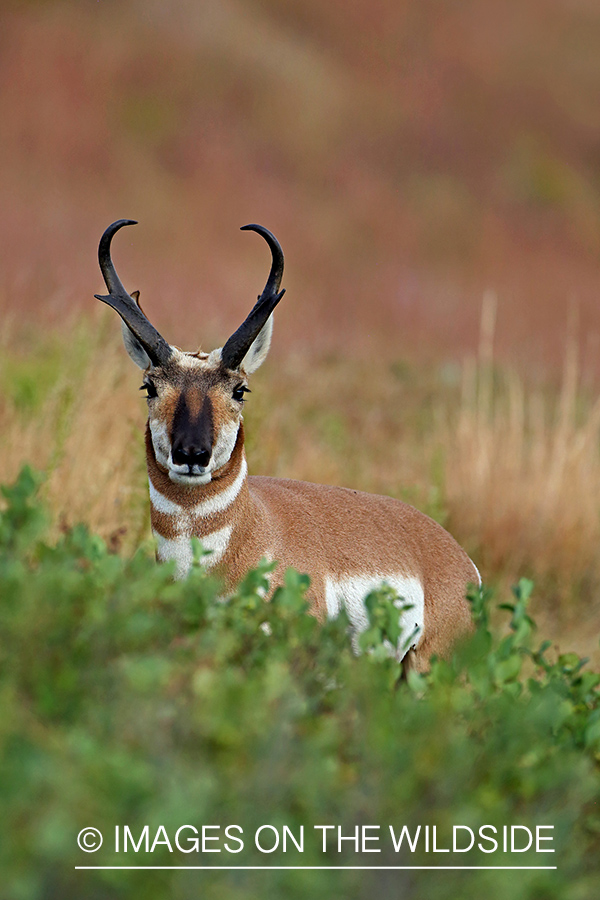 Pronghorn antelope in field.