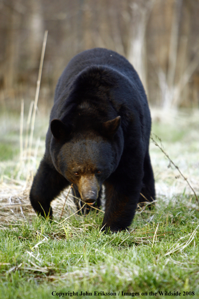 Black Bear in habitat