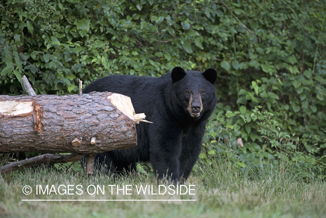 Black Bear in habitat.