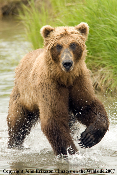 Brown bear running in water