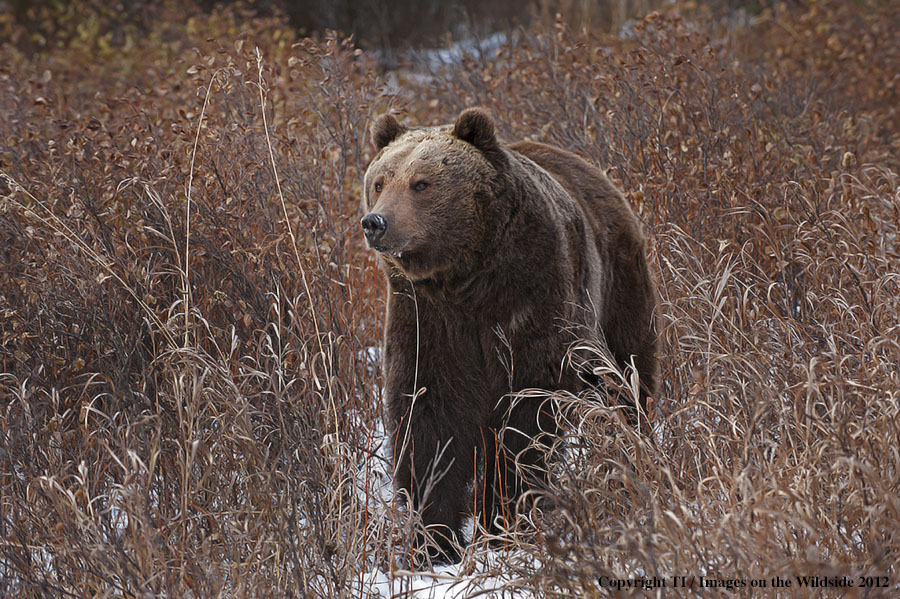 Grizzly Bear in habitat.