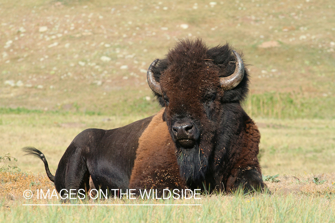 American Bison bull in habitat.