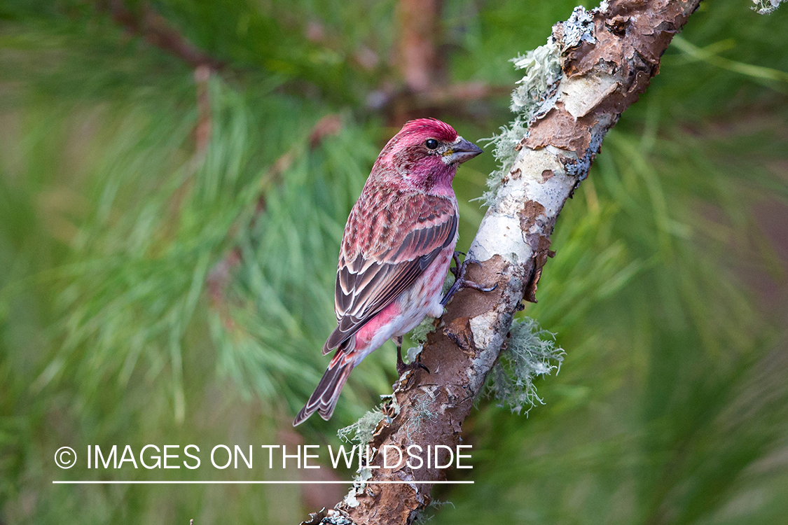 Purple finch in habitat.