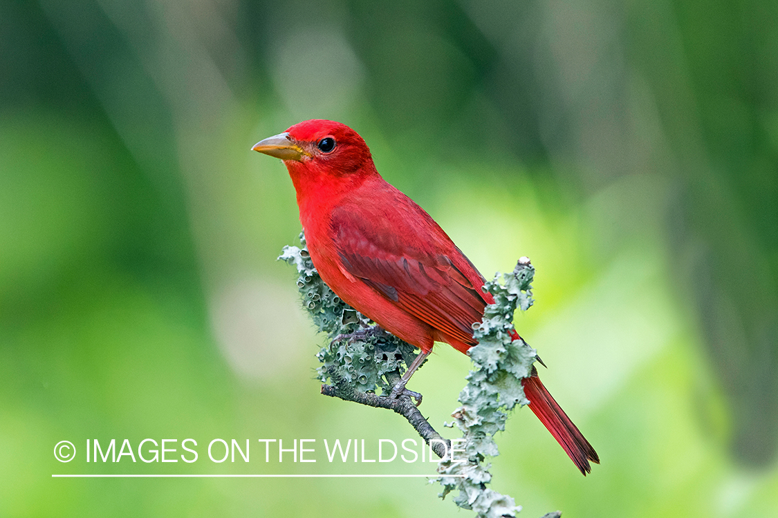 Summer Tanager on branch.