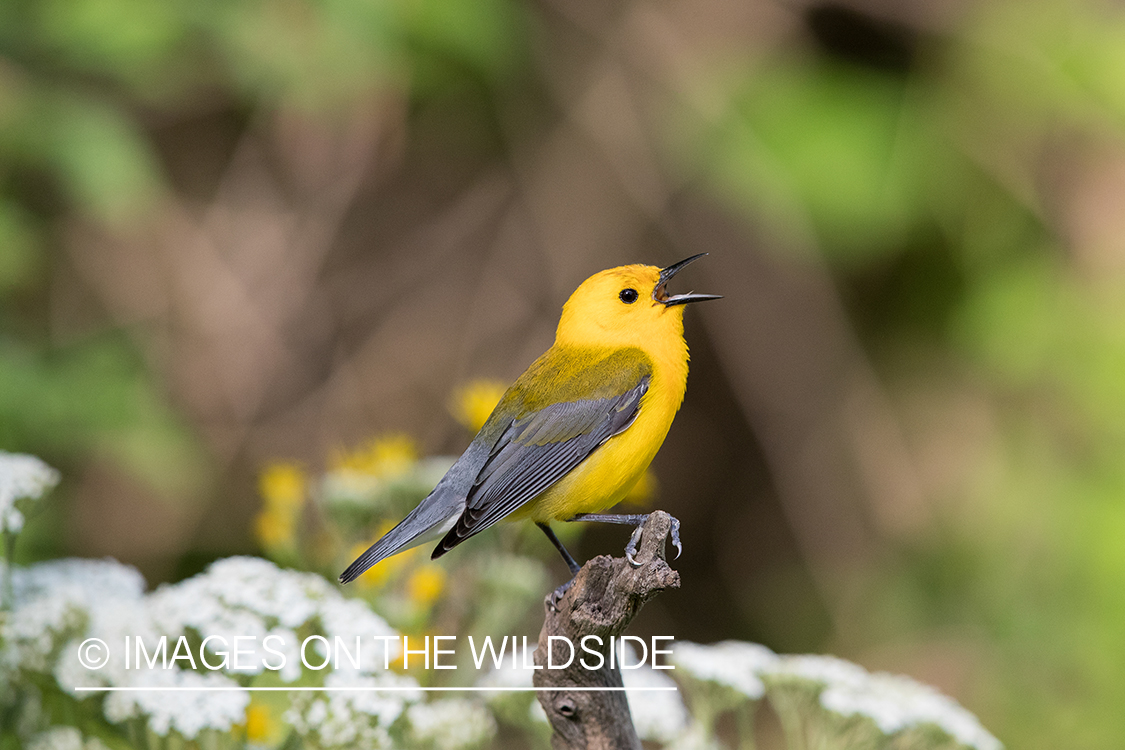 Prothonotary Warbler on branch.