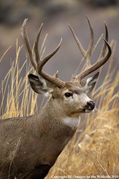 Mule buck in habitat. 