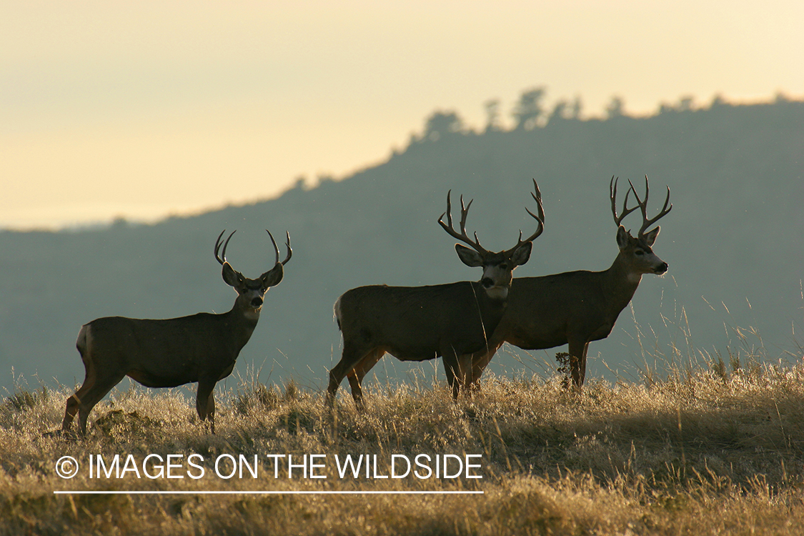 Mule deer in habitat. 