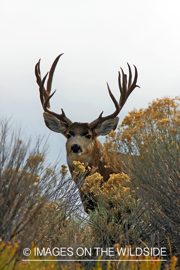 Mule deer buck in habitat. 