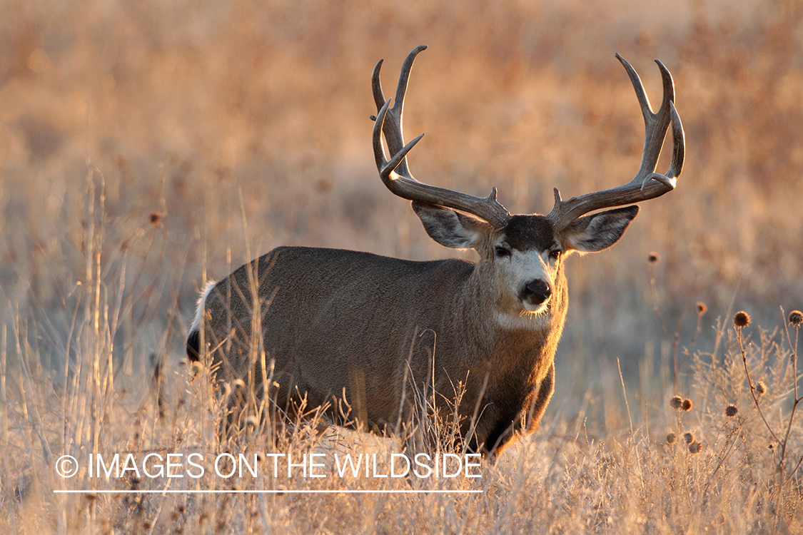 Mule Deer buck in habitat.