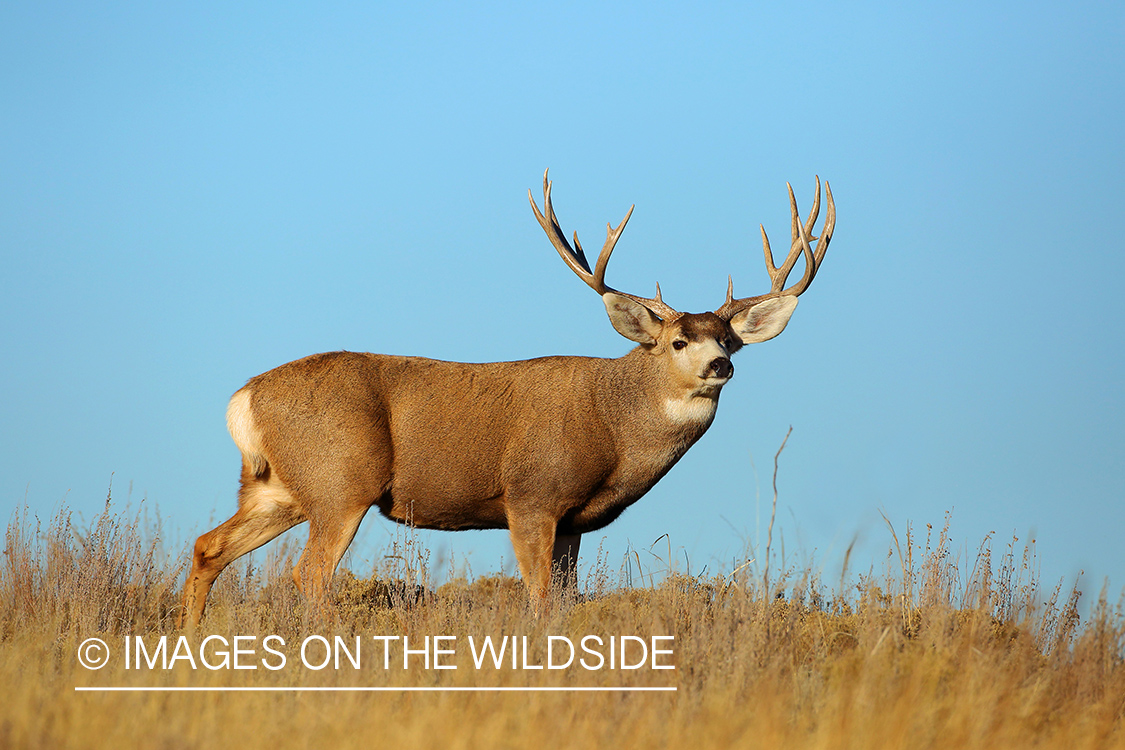 Mule deer buck in field.