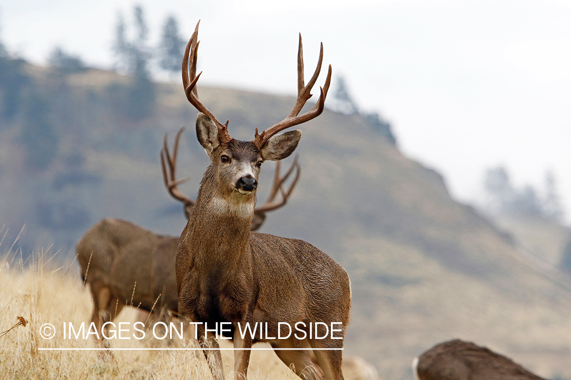 Mule deer buck in field.