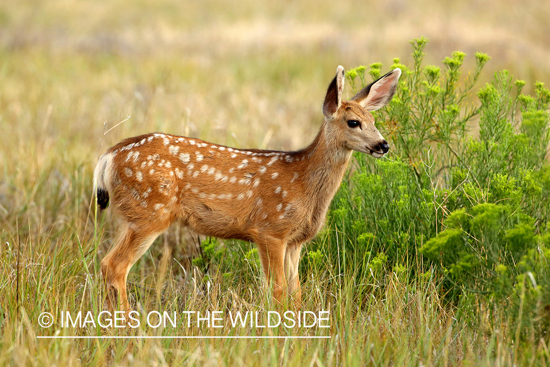 Fawn in field.